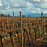 La Viña - Viña Tinajas, Maule, Chile. Tinajas Vineyard, Chile.