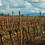 La Viña - Viña Tinajas, Maule, Chile. Tinajas Vineyard, Chile.